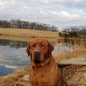 Meet your Posher, Frank